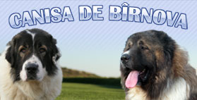 canisa de birnova