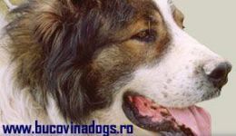 Bucovina Dogs