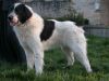 Ciobanesc Romanesc De Bucovina