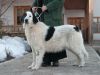 Ciobanesc Romanesc De Bucovina